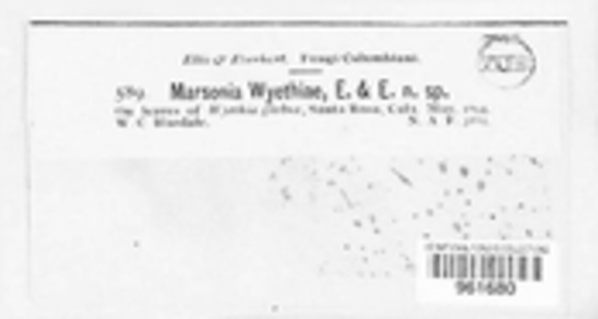 Pseudodidymaria wyethiae image